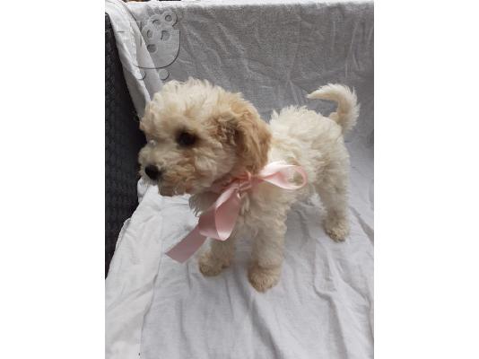 Cavapoochons na prodaju
