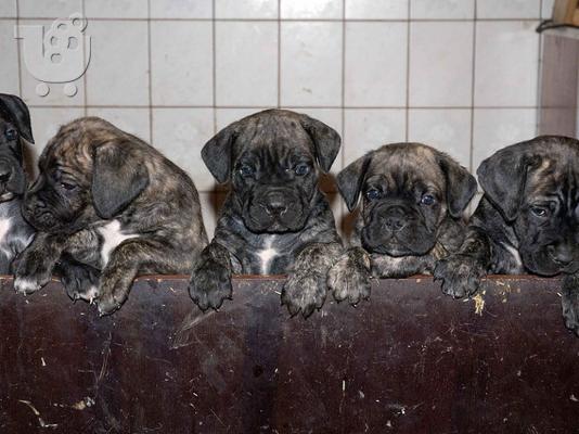 PoulaTo: Cane corso - Kάνε κόρσο