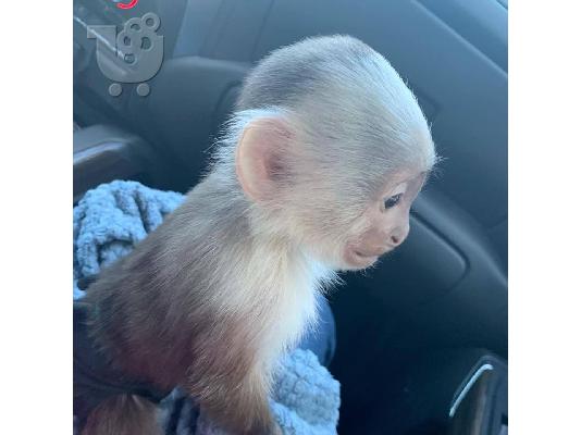 PoulaTo: Ómorfo Capuchin Monkey gia yiothesía steílte mas mínyma sto ....