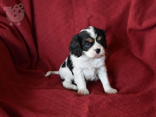 PoulaTo: Ο βασιλιάς των Cavaliers Charles Puppies.