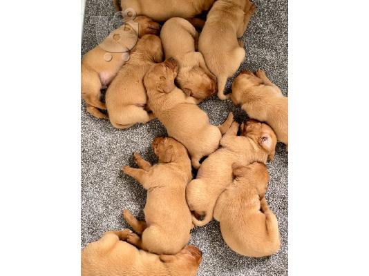 Εδώ έχουμε 5 όμορφα κουτάβια Labrador retriever. Αυτά τα