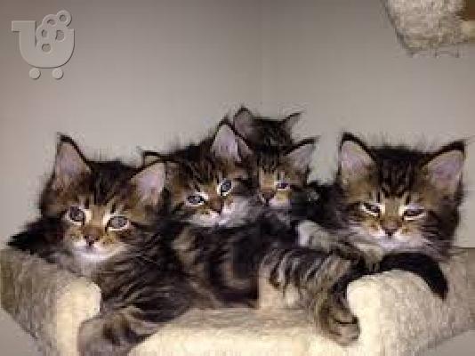 PoulaTo: υγιή maine coon γατάκια
