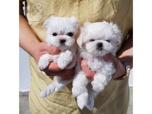 PoulaTo: Μάλτας mini / maltese mini