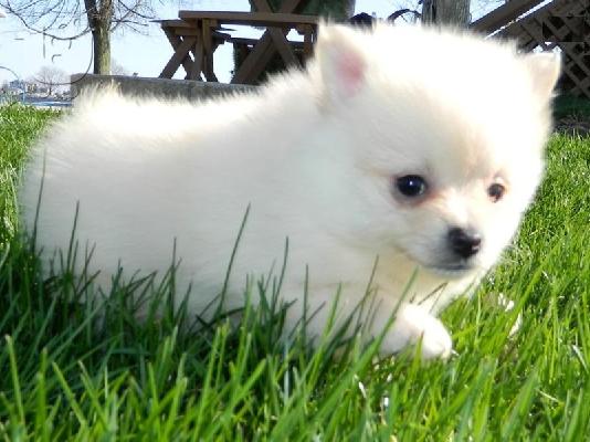 PoulaTo: Pomeranian κουτάβια Διαθέσιμο