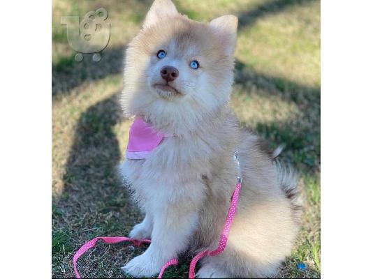 κουτάβια pomsky