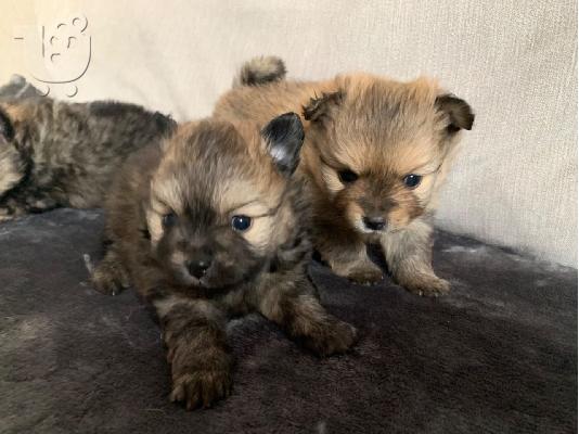 PoulaTo: Pomeranian Puppies προς πώληση
