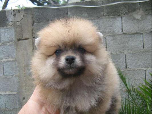 POMERANIAN– 450 euro REAL FOTO