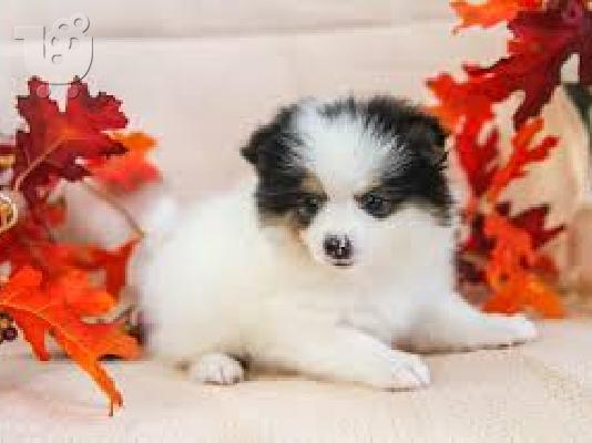Pomeranian κουτάβια Διαθέσιμο