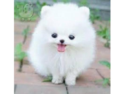 Pomeranian κουτάβια προς πώληση