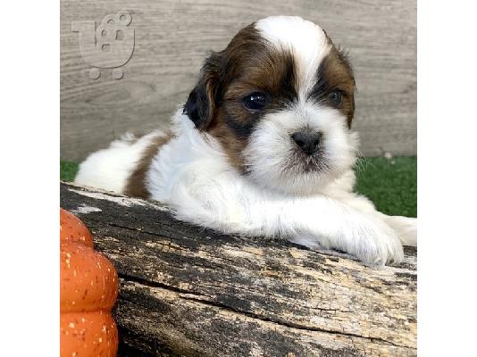 Shih Tzu σκύλο