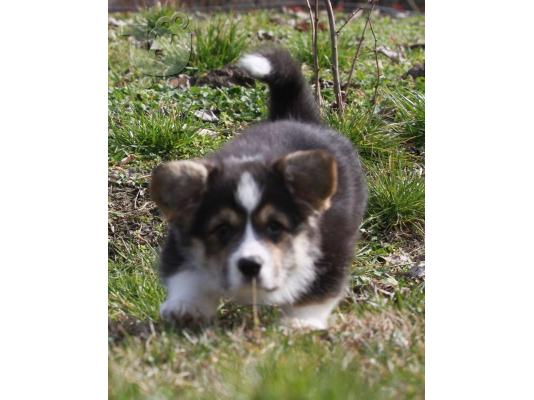 PoulaTo: Pembroke Welsh Corgi κουτάβια