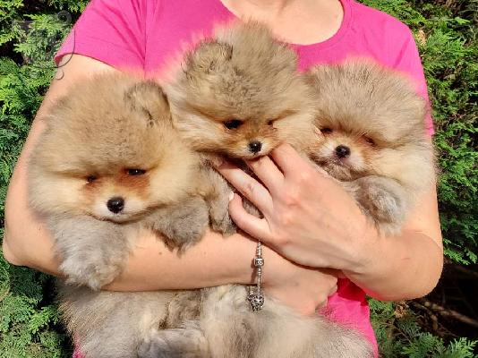 PoulaTo: Pomeranian κουτάβια BOO καθαρόαιμα