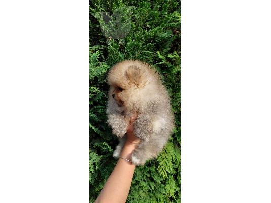 Pomeranian κουτάβια BOO καθαρόαιμα