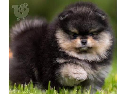 Pomeranian Spitz κουτάβια