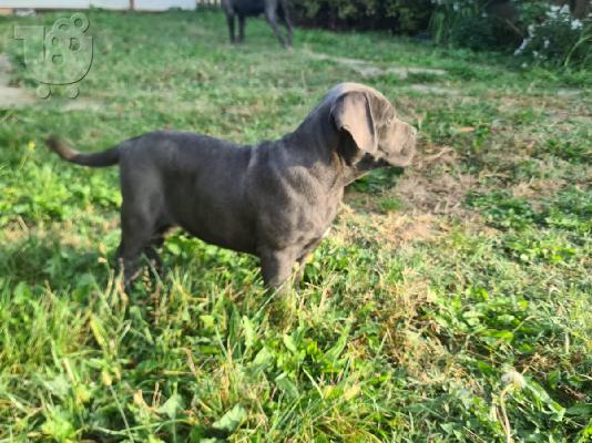 CANE CORSO όμορφα κουτάβια