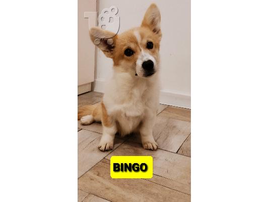 Pembroke Welsh Corgi κουτάβια