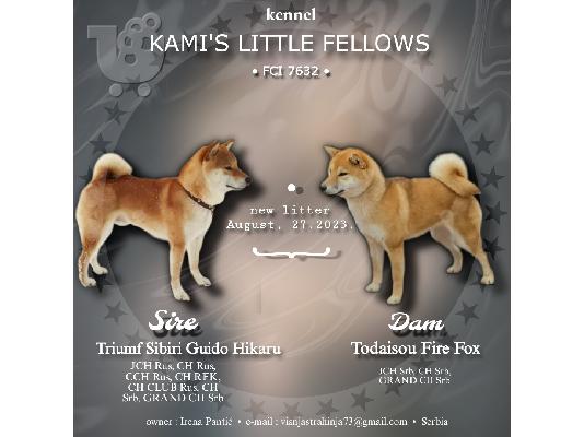 PoulaTo: Shiba Inu κουτάβια