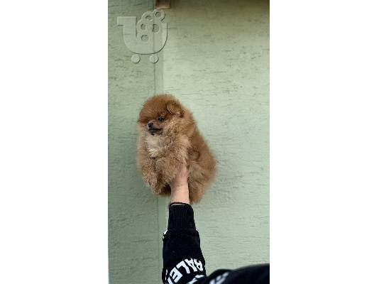 Pomeranian Spitz κουτάβια