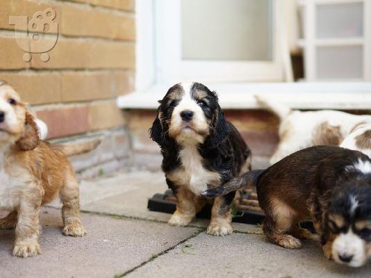 PoulaTo: Όμορφα κουτάβια Cocker Spaniel