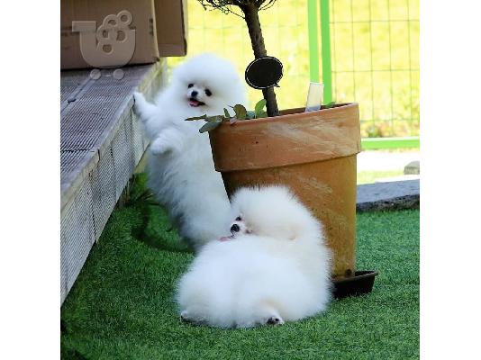 PoulaTo: Όμορφα κουτάβια Pomeranian για καλό σπίτι