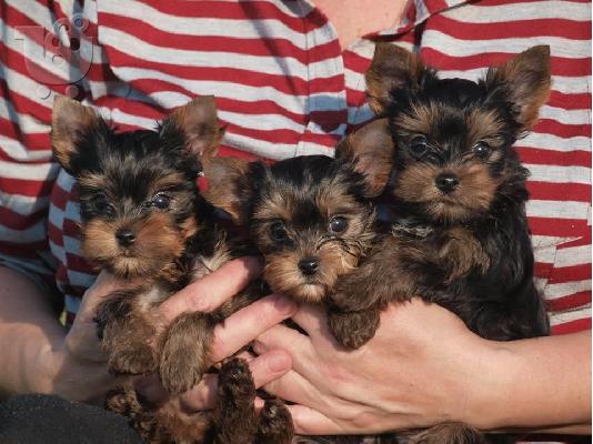 PoulaTo: υόρκσιρη τερριέρ / yorkshire terrier puppies