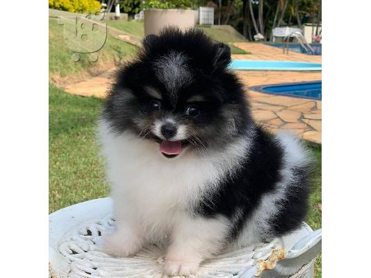 PoulaTo: Φλιτζάνι τσαγιού Pomeranian κουτάβια προς πώληση