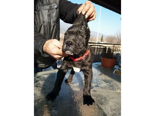 ΘΗΛΥΚΟ CANE CORSO