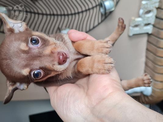 Pinsher miniature puppy chocolate color - Πίντσερ μινιατούρα σοκολατί χρώμα...