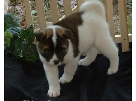 PoulaTo: AKC REGISTERED Ακίτα κουτάβια προς πώληση ΤΩΡΑ