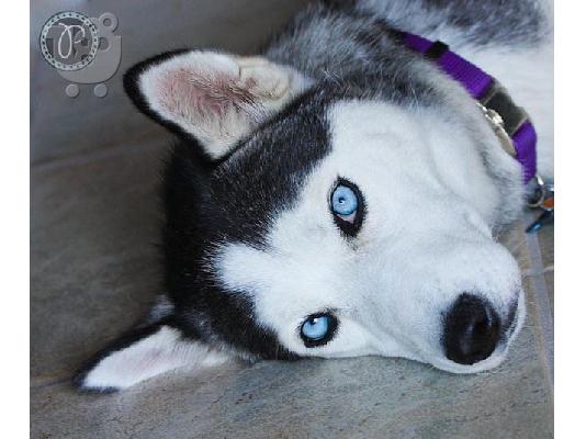 Κουτάβια Siberian Husky για υιοθεσία