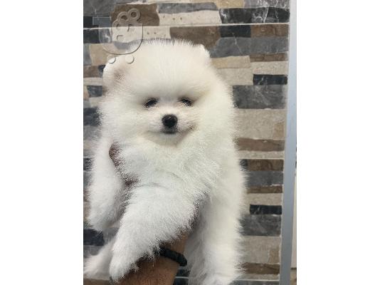 Κουτάβια Pomeranian