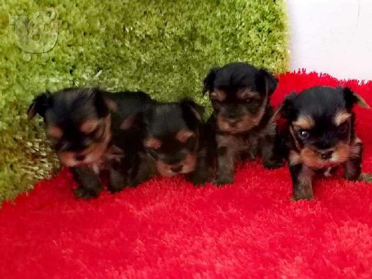 Γιορκσάιρ τεριέ (Yorkie) κουτάβια