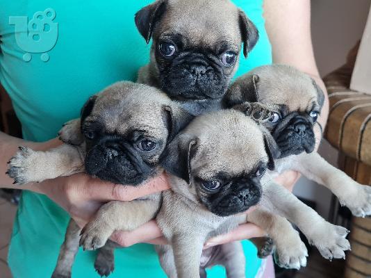 PoulaTo: Pug