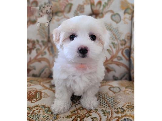 PoulaTo: Coton de Tulear - Κοτόν ντε Τουλεάρ