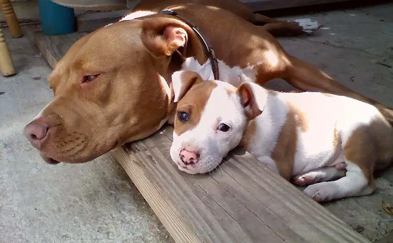 PoulaTo: Pit bull