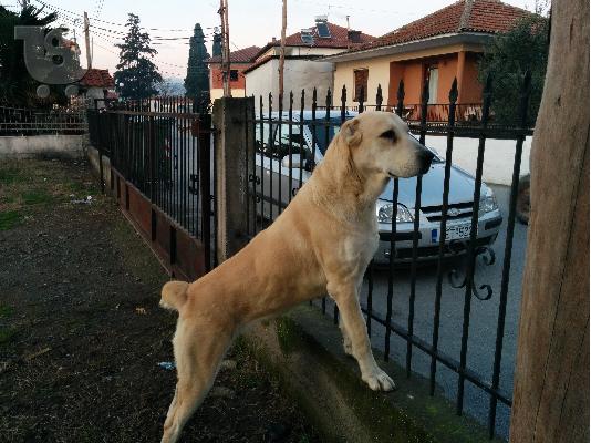 Ποιμενικα κεντρικης Ασιας
