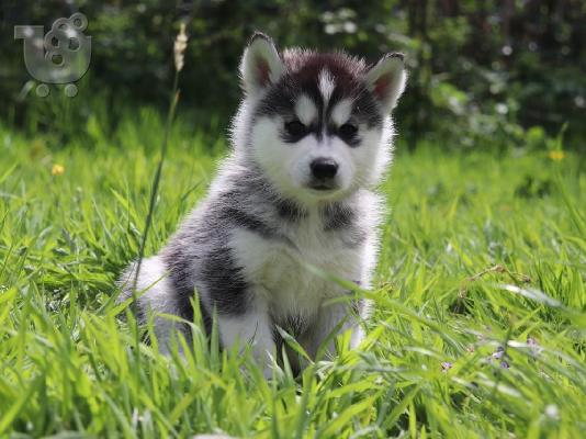 Preslatki psići Pomsky na prodaju.