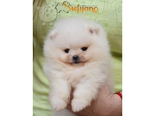 Κουτάβια Pomeranian Boo, όμορφα αρκουδάκια