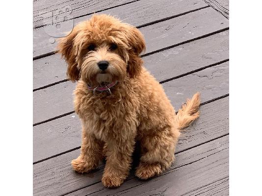 υπέροχο cavapoo έτοιμο για υιοθέτηση.