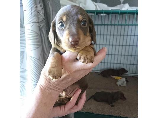 PoulaTo: Καθαρόαιμο Dachshund