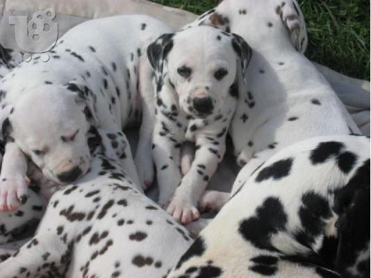 Dalmata Αρσενικά και θηλυκά