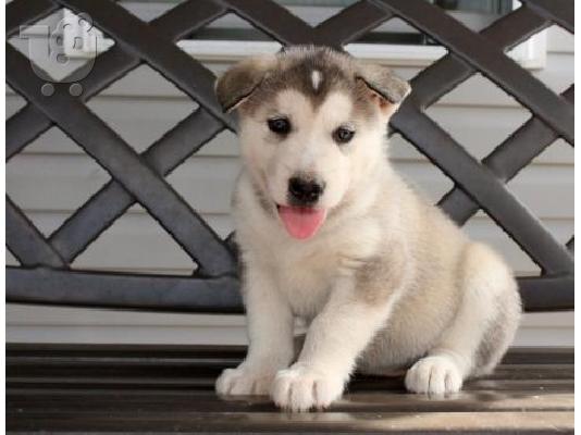 PoulaTo: Κουτάβια Malamute της Αλάσκας