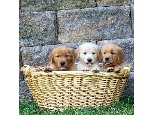Lovely Golden retriever κουτάβια Διαθέσιμο προς πώληση.