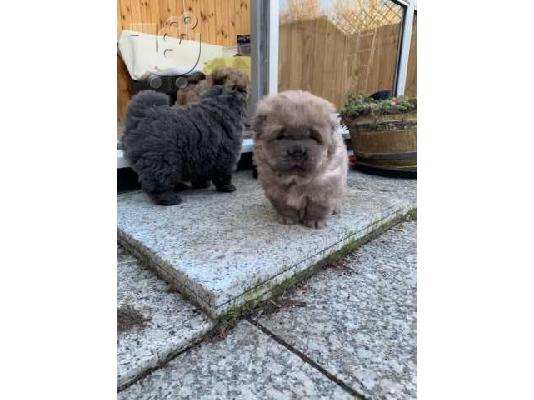 PoulaTo: lovely chow chow puppies for sale