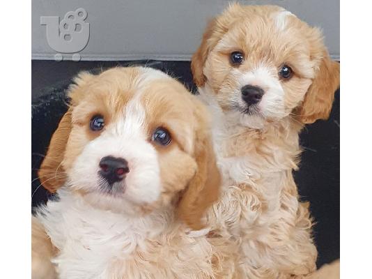 PoulaTo: Beuatiful CAVAPOO κουτάβι διαθέσιμο για υιοθεσία