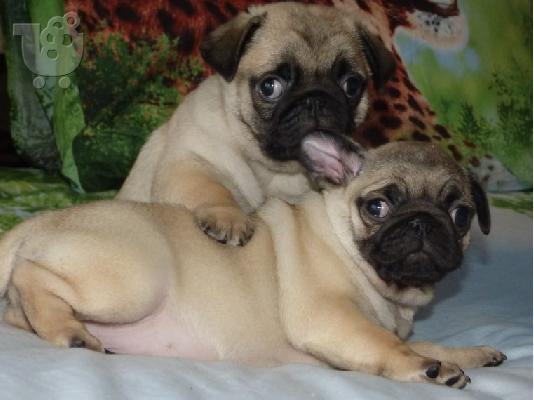 PoulaTo: Καλά σαλιγκάρια Pug κουτάβια διαθέσιμα