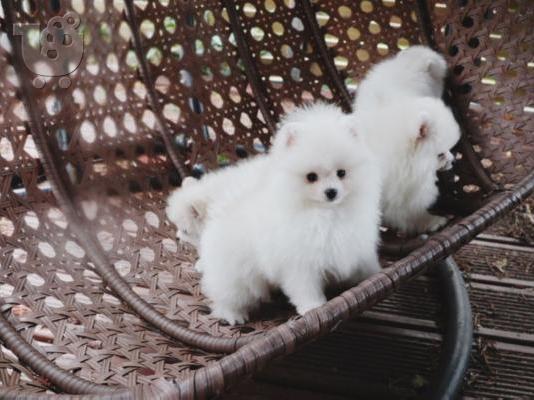 PoulaTo: Δύο φοβερά κουτάβια Pomeranian
