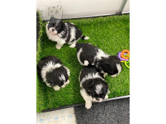 PoulaTo: Όμορφα αυτοκρατορικά μωρά Shih Tzu