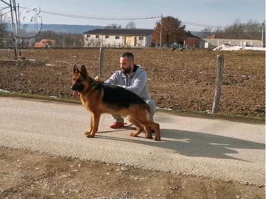 PoulaTo: Γερμανικός Ποιμενικός προς πώληση
