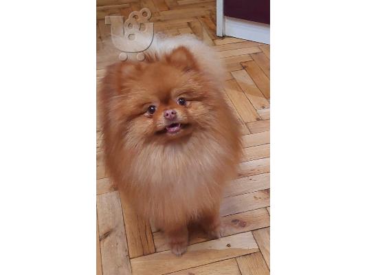 Pomeranian Spitz Κορυφαία Ποιότητα